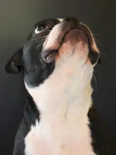 Boston Terrier Dog looking up