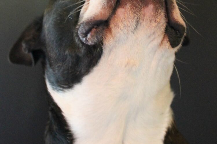 Boston Terrier Dog looking up