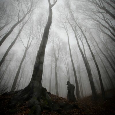 Dark and mysterious creepy woods