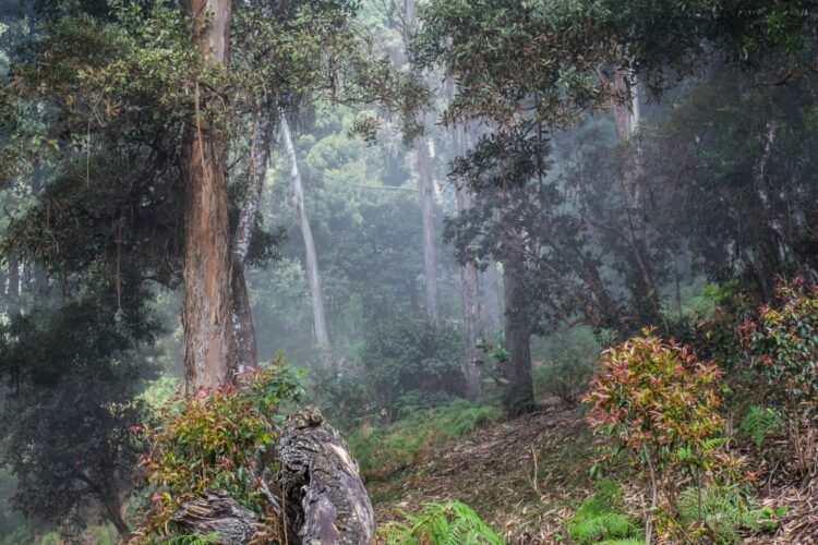 Road through a golden forest with fog and warm light