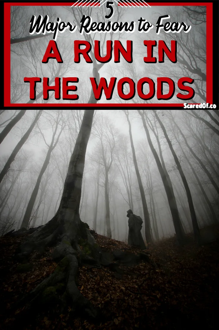 Creepy looking woods.