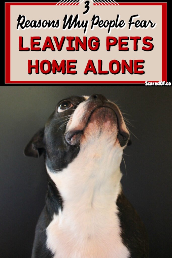 leaving dog at home