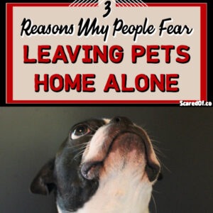 3 Reasons for Fear of Leaving Pets Home Alone