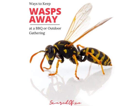 How to Keep Wasps Away at a BBQ - Scared Of