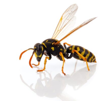 wasp