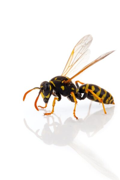 wasp