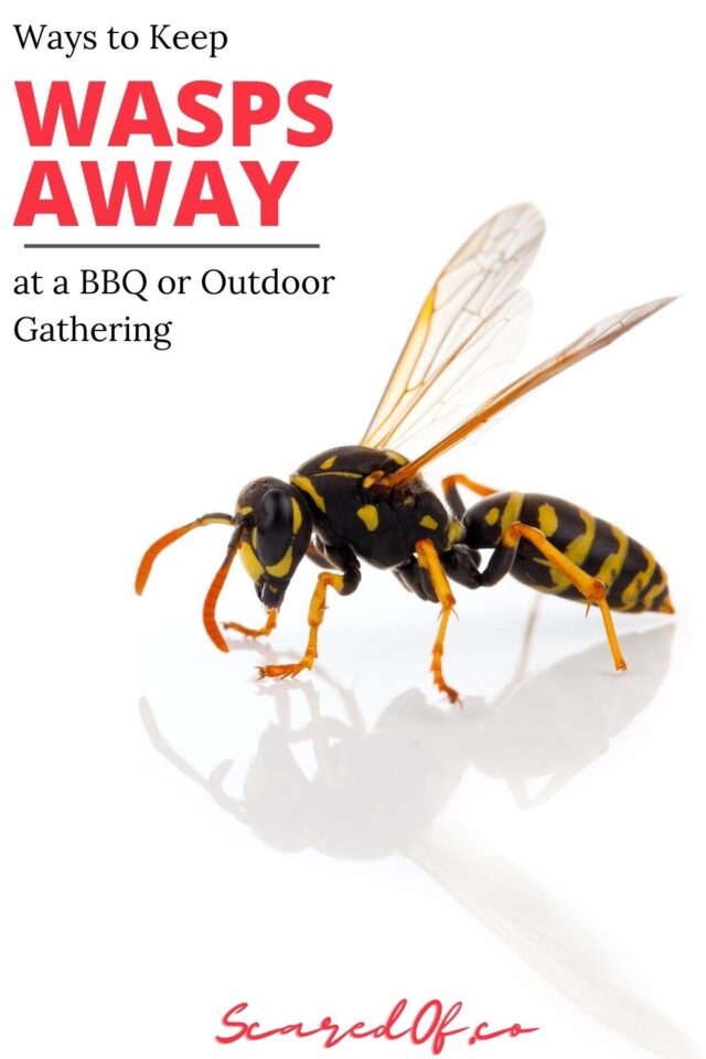 How to Keep Wasps Away at a BBQ - Scared Of