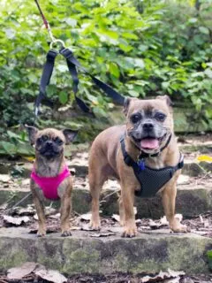 two pug mix dogs on a walk in the woods