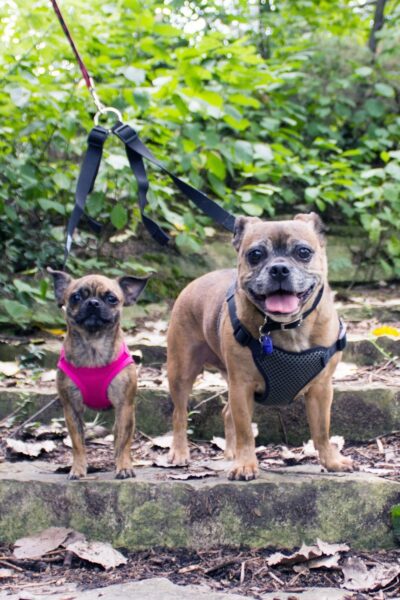 two pug mix dogs on a walk in the woods