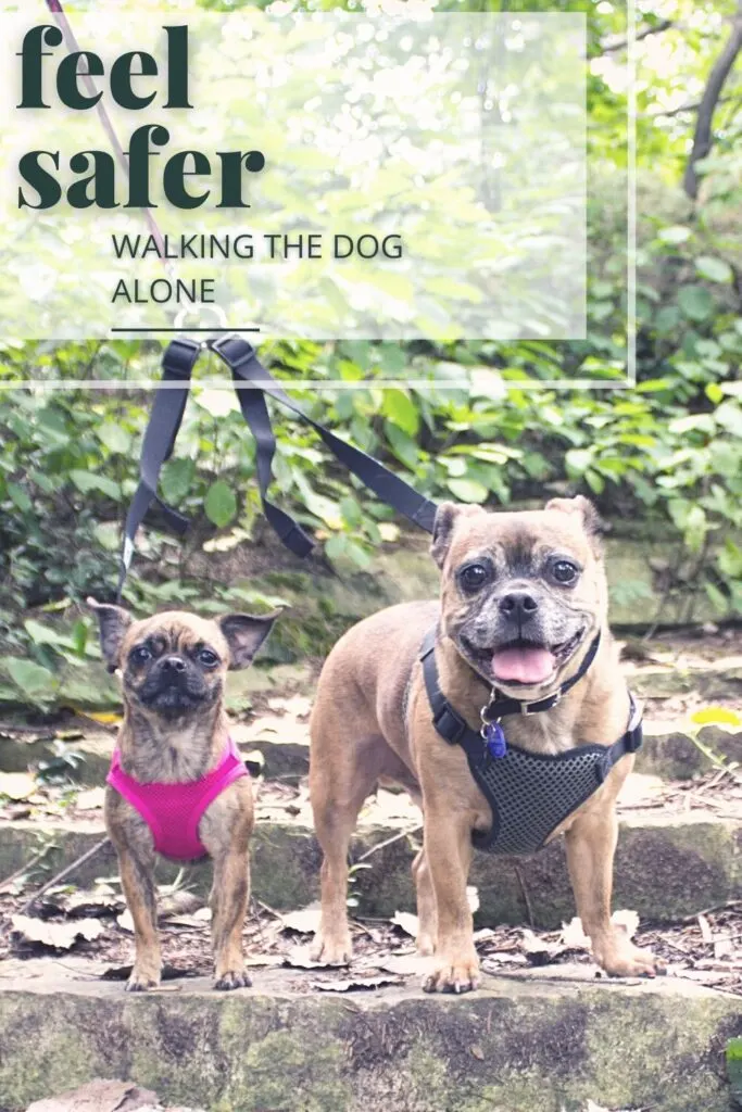 Two dogs on a leash in the woods standing on stairs with leaves. 