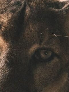 9 Animals You Thought Were Dangerous - But Actually Fear Us