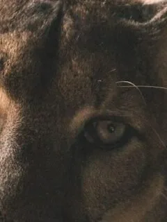 9 Animals You Thought Were Dangerous - But Actually Fear Us