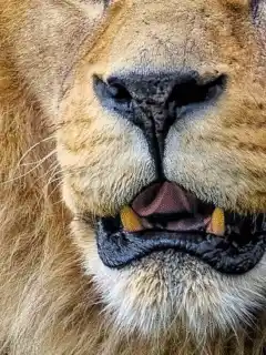 Study Finds Wild Animals Fear Humans More Than Lions, Reports The Guardian