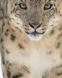 Which Creatures Avoid Human Contact At All Costs