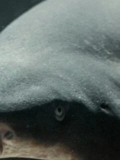 Myths About Sharks That Science Has Already Debunked