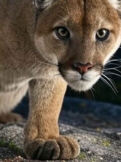 8 Animals That Could Hurt You - But Usually Run First