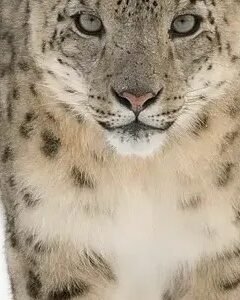 Which Creatures Avoid Human Contact At All Costs