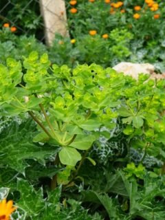 8 Summer Plant Care Mistakes That Could Ruin Your Garden - Even Experienced Gardeners Slip Up