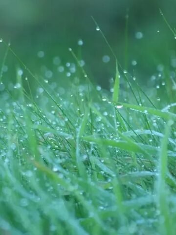 10 Lawn Care Mistakes That Could Damage Your Yard Right After Cutting