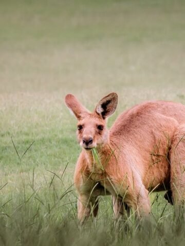 The Animals That Experts Say Cause the Most Unexpected Injuries