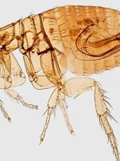 Why Some Insects Are Considered More Dangerous Than Larger Animals