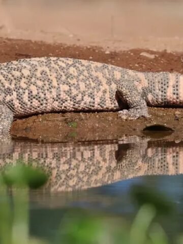 The Most Venomous Creatures in the U.S. - And Where They're Found