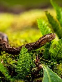 11 Creatures in the Amazon That Can Be More Dangerous Than They Look