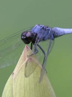 8 Insects That Cause Instant Anxiety - But Might Be More Helpful Than Harmful