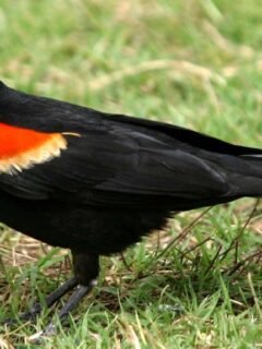 7 Birds That Look Innocent but Have Shockingly Aggressive Behaviors