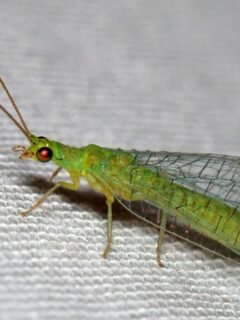 10 Insects That Make People Panic Instantly - But Play a Critical Role in Nature