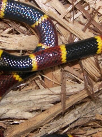 10 Creatures That Seem Straight Out of a Horror Movie - Yet Live Near You