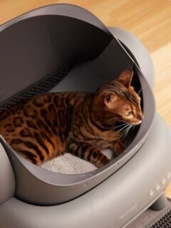 9 Things You Flush at Home That Secretly Trigger Plumbing Anxiety