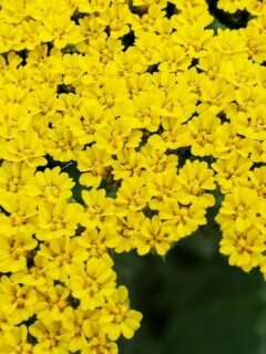 9 Nearly Impossible-to-Kill Perennials Perfect for People Afraid of Gardening Failure