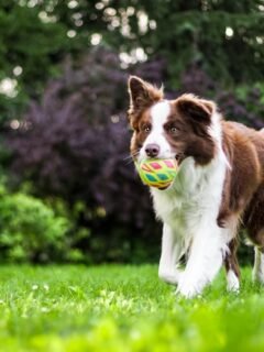 11 Dog Breeds Vets Are Quietly Afraid to Recommend to First-Time Owners